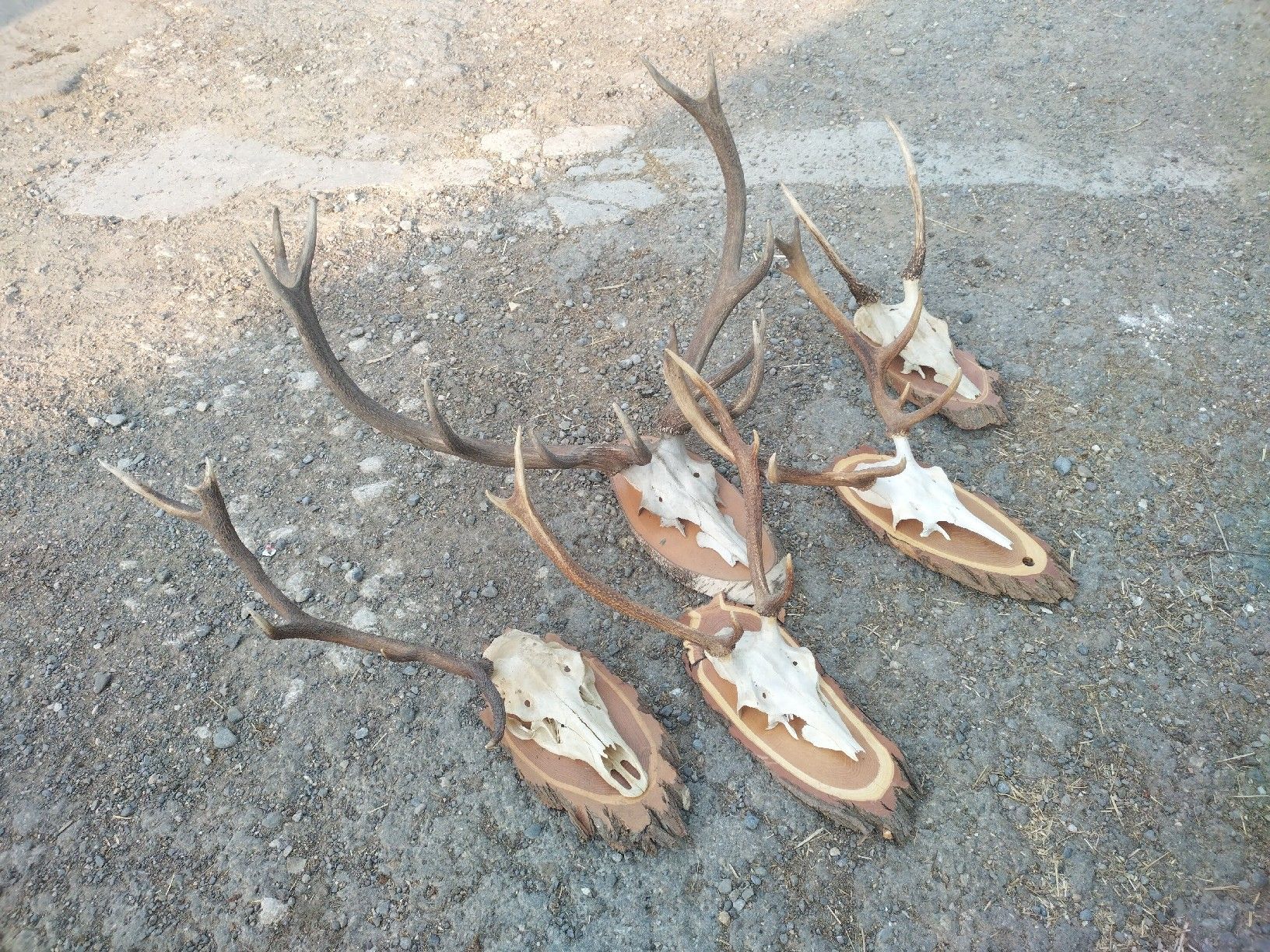 Il mondo degli animali: Geweihe Hirsch Wald Dekoration Unikat 5 Stk – Usato da Wettingen venduto da Bwalti 1