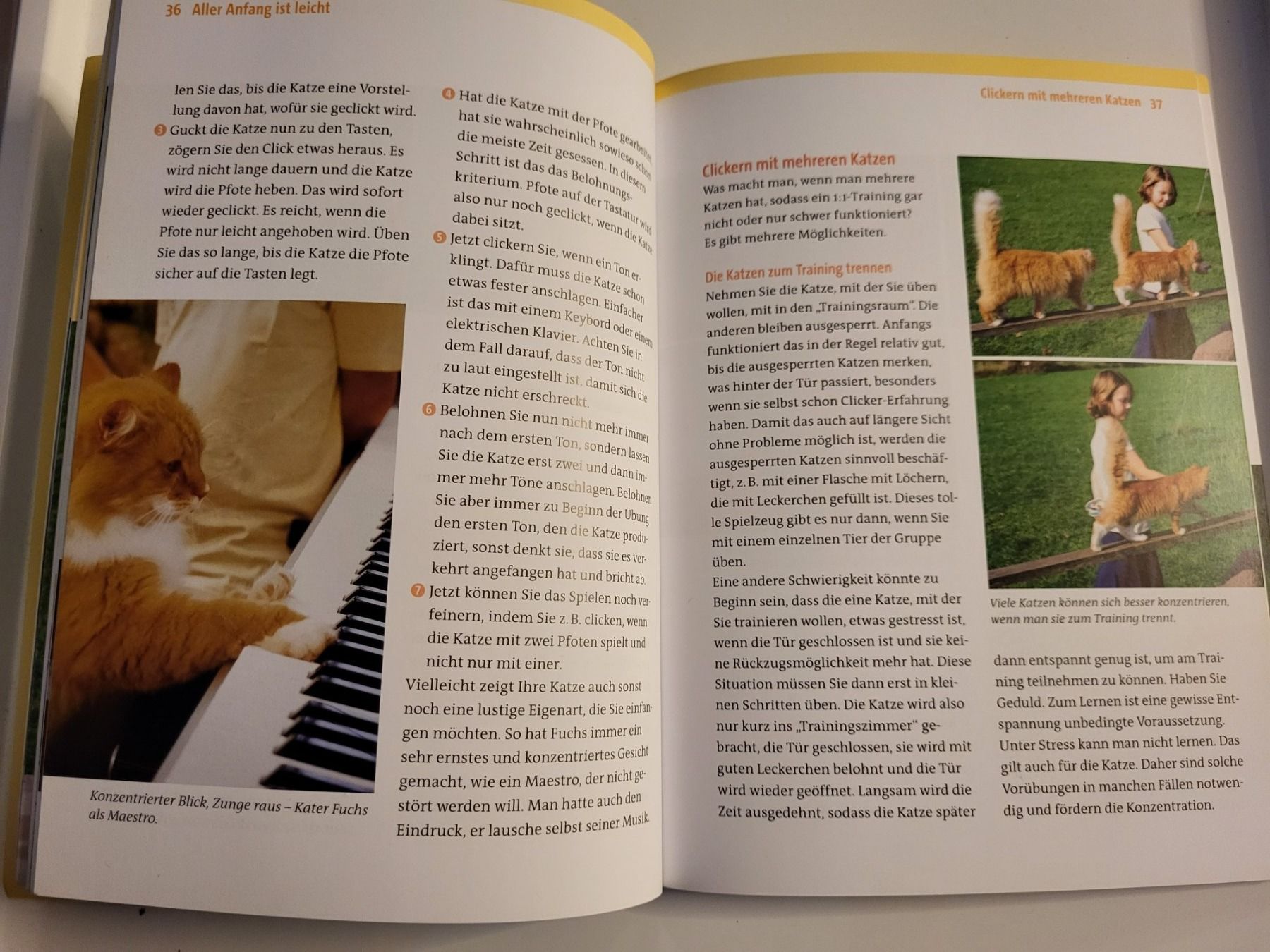 Libri: Katzentraining Clicker & Buch – Usato da Horw venduto da Zedy01 3