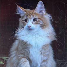 Profile image of Sazu1