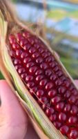 Roter Mais Samen; Red Corn Seeds