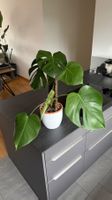 🌿 Monstera Deliciosa – inkl. Moosrankhilfe