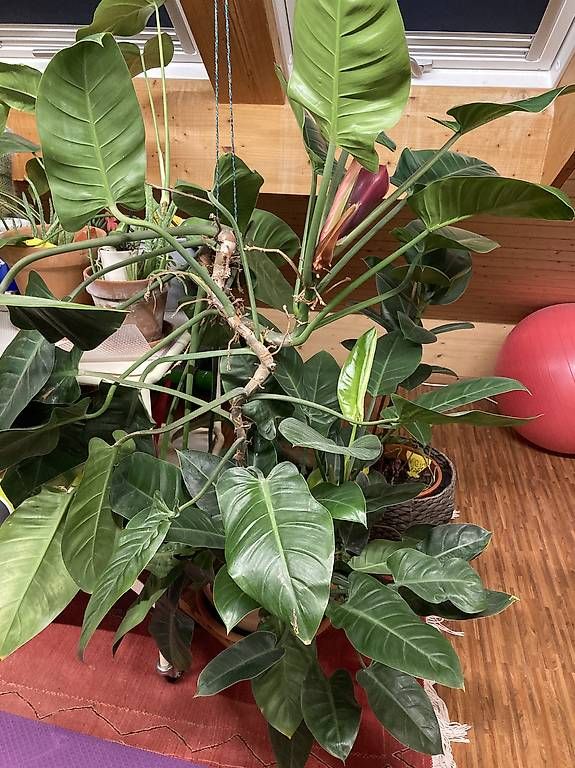 Plantes & graines: Zimmerpflanze zu verkaufen  – D'occasion à zürich par Apfel2