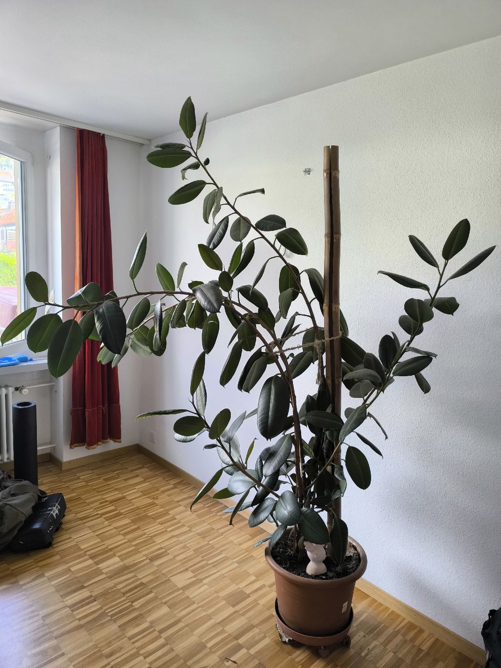 Pflanzen & Samen: Gummibaum 2m20 (Ficus Elastica)  – Gebraucht aus Zürich von Hadrien7 2