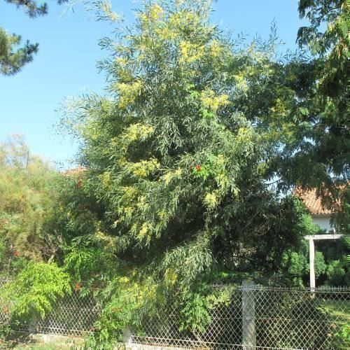 Piante & sementi: Mimosa des 4 saisons  20-30cm – Nuovo (secondo la descrizione) da Bremblens venduto da FIBONACCI369 2