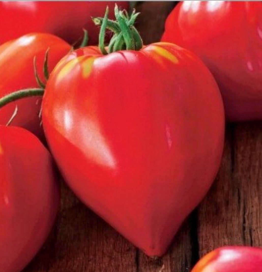 Piante & sementi: TOMATE Core di Bue / 5 Samen – Nuovo (secondo la descrizione) da Kerzers venduto da kriszti0