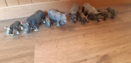Schleich Nashörner und einen Elefanten