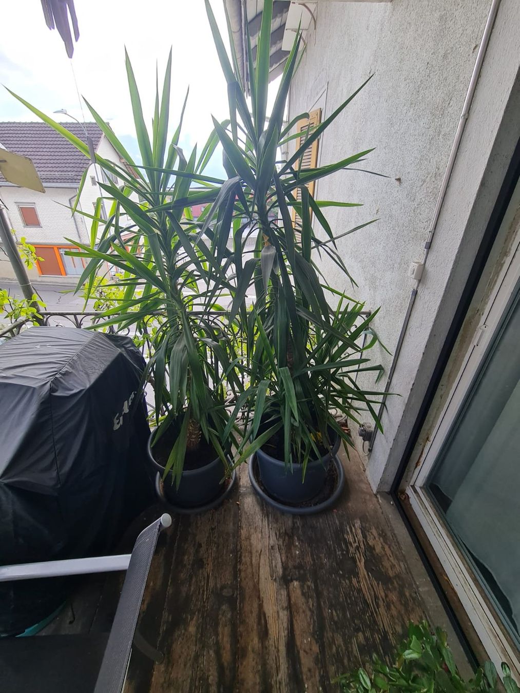 Piante & sementi: Yucca Palmen – Usato da gams venduto da Anbo 3
