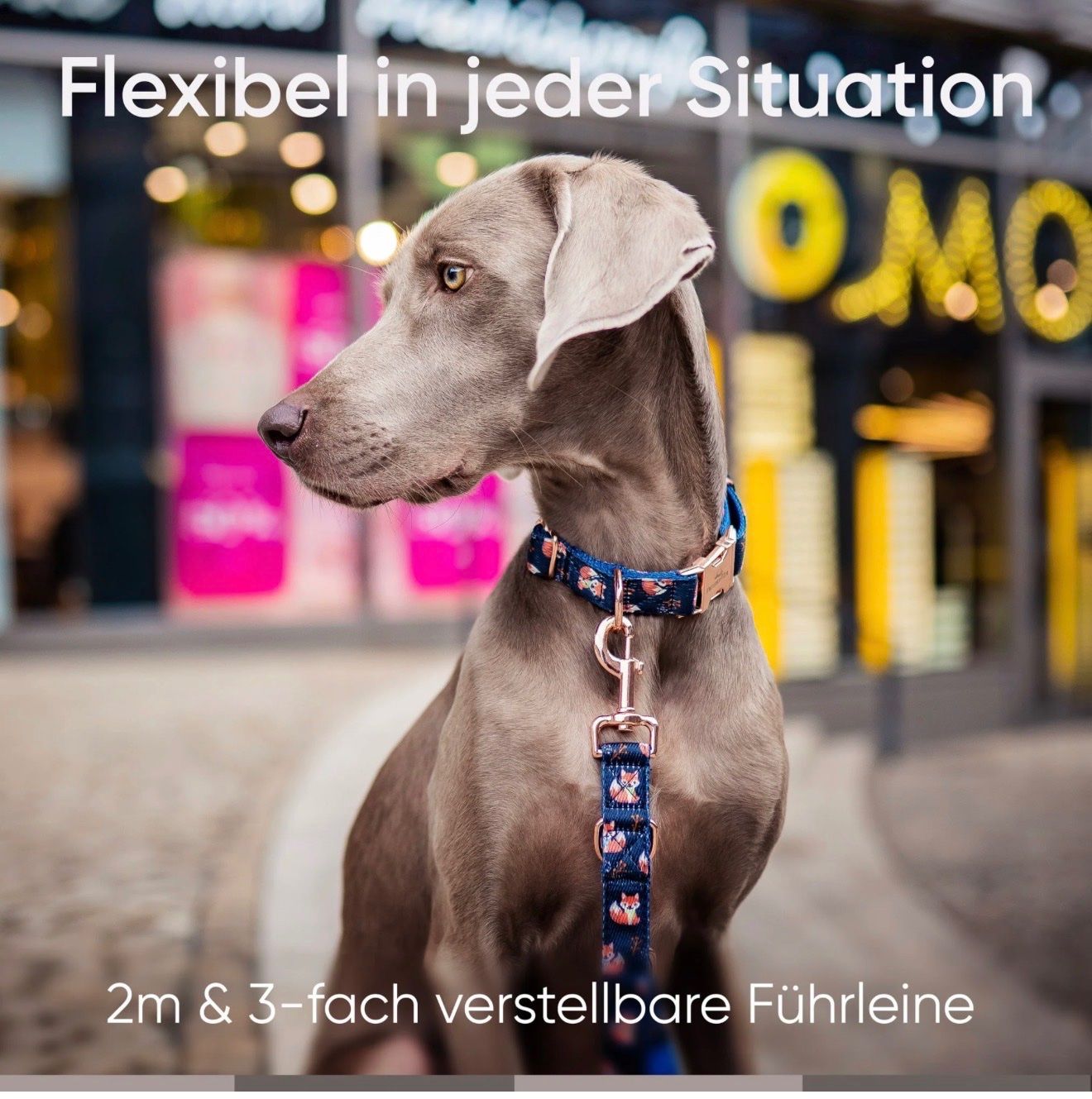 Leine & Halsband: Freudentier Hunde-Leine, neumit Fox-Design! – Neu (gemäss Beschreibung) aus Thun von sabcar 3