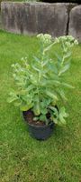 Schöne, kräftige Fetthenne - Sedum
