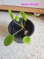 baby Pilea ufopflanz - chinese money plant
