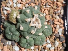Lophophora Jourdaniana 7CM Ø, Wurzelecht