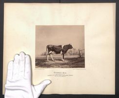 Fotografie Internationale Landwirtschaft