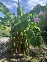 Winterfeste Bananenstauden 