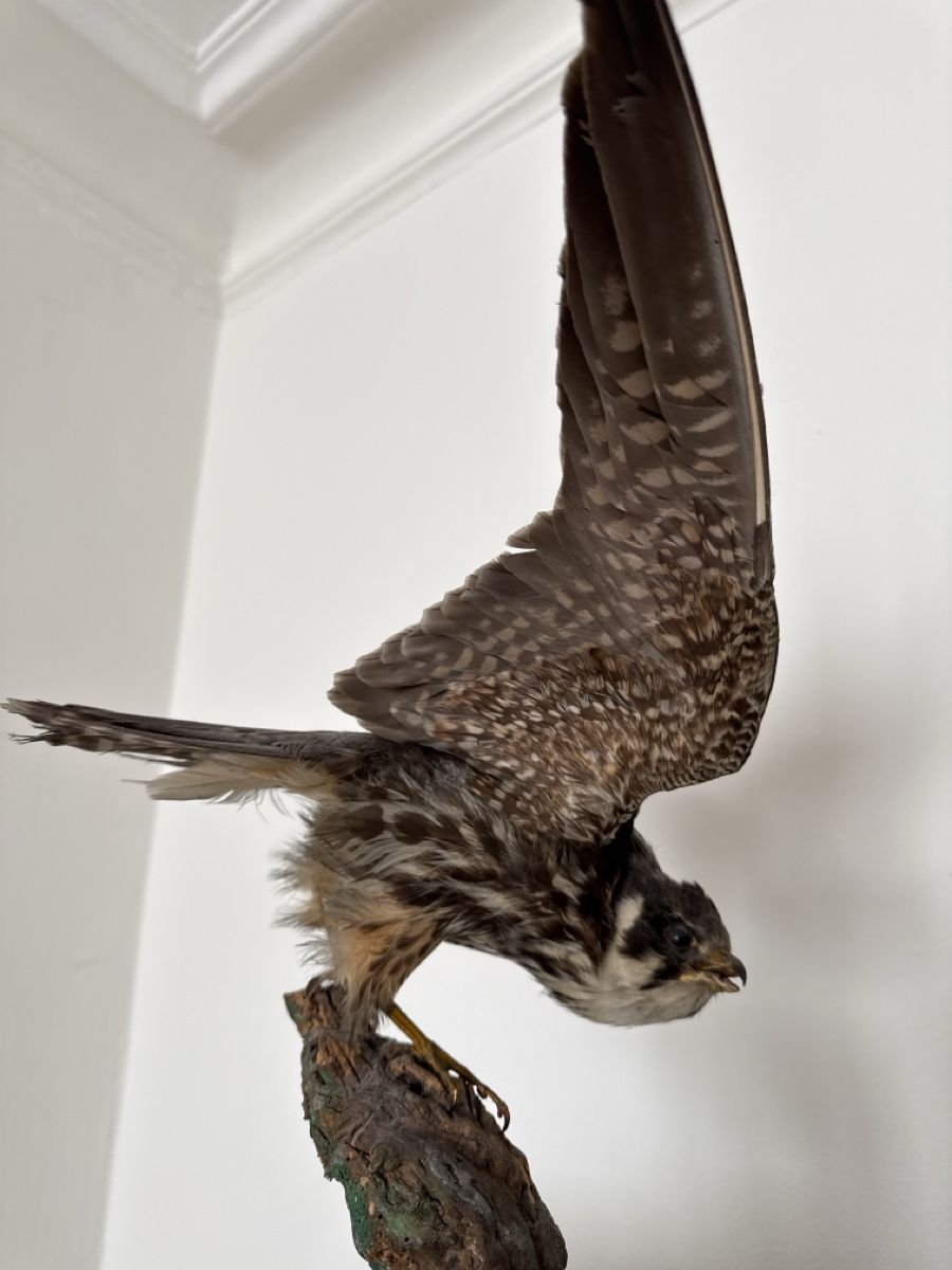 Monde des animaux: Präparierter Baumfalke – D'occasion à Basel par Ramses1179 2