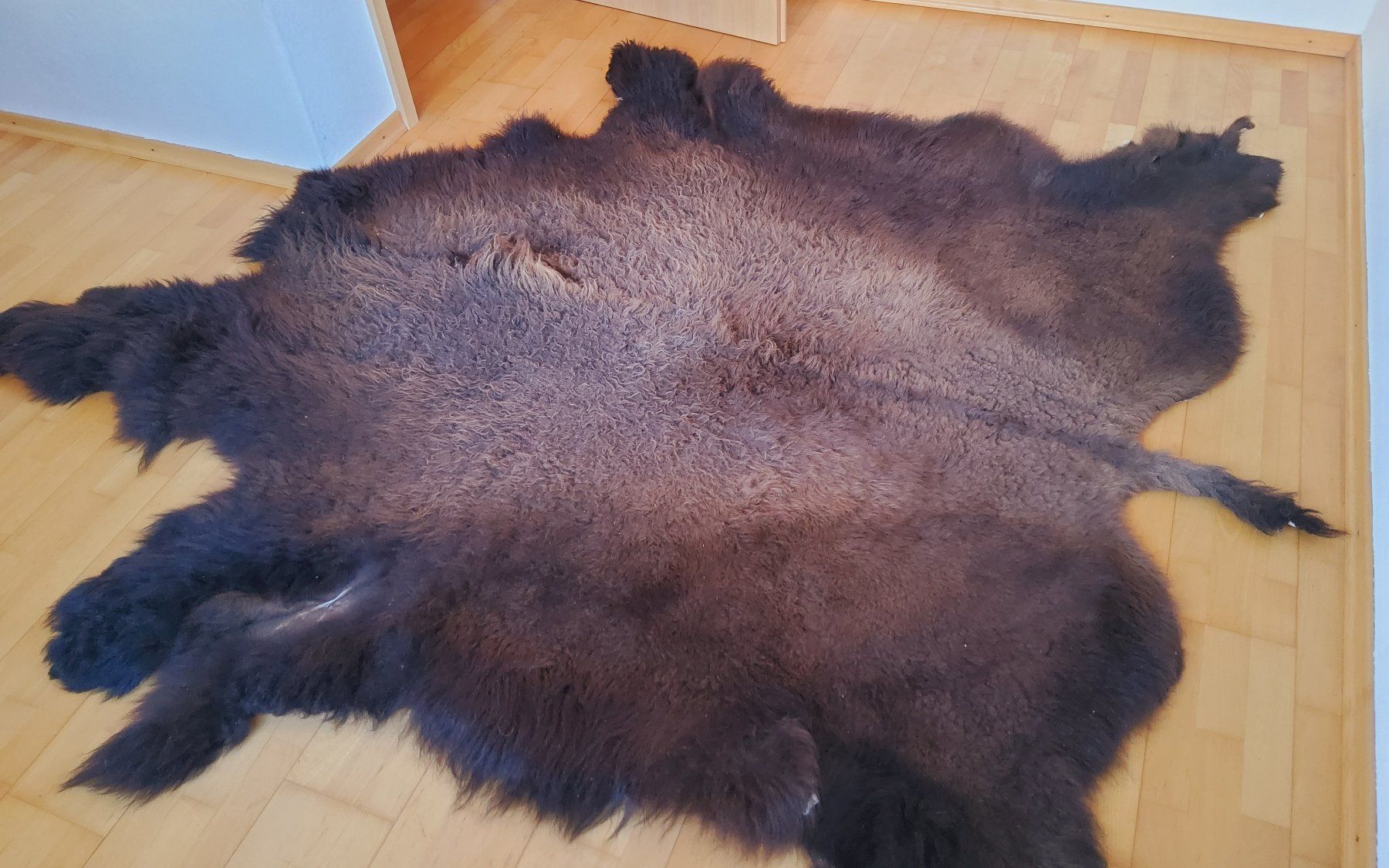 Il mondo degli animali: Bisonfell (Echt) – Nuovo (secondo la descrizione) da Ruggell venduto da Tim-Werk 9