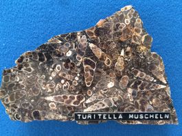 Fossilien/Mineral "Turitella Muscheln"