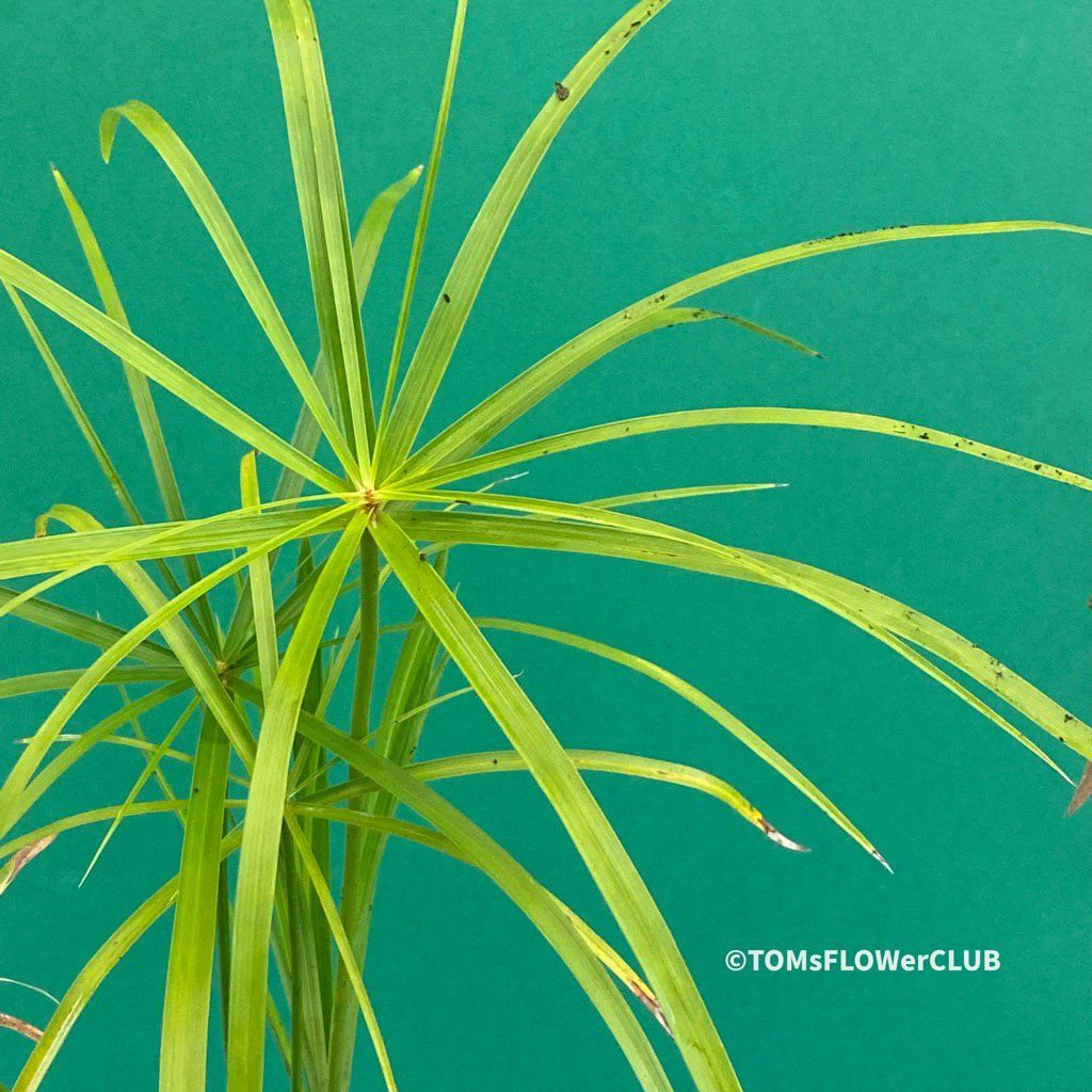 Piante & sementi: Cyperus Alternifolius - Dein Papyrus in GlasVase – Nuovo e nell'imballaggio originale da Adliswil venduto da TAKEYOURPLANT 6