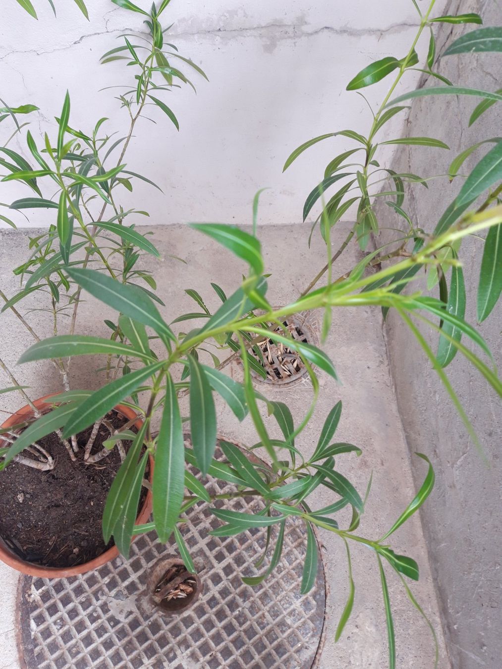Piante & sementi: Oleander gross ohne Topf – Usato da Feuerthalen venduto da tanatha_st 3