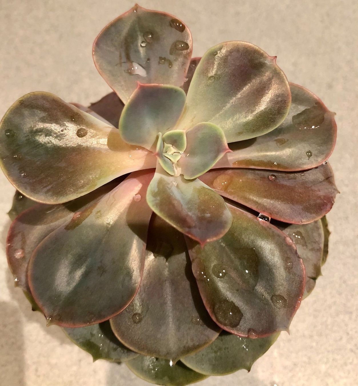 Pflanzen & Samen: Sukkulente Echeveria PERLE VON NÜRNBENG – Neu und originalverpackt aus Rovio von POSITIFFARTandPLANTS 1