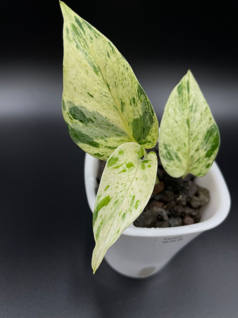 Pflanzen & Samen: Epipremnum aureum 'Teruno Fanfare' in Semihydro – Neu (gemäss Beschreibung) aus Bühler von googelibear