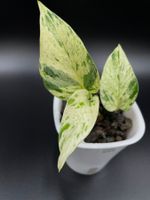 Epipremnum aureum 'Teruno Fanfare' in Semihydro