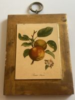 Bild Pomme Princesse gerahmtes Bild botanische Darstel(I30)