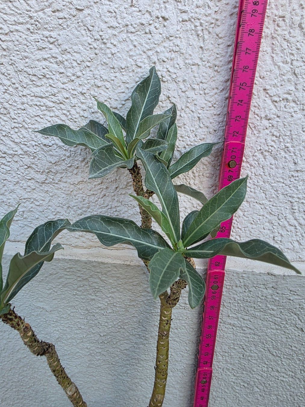 Piante & sementi: Adenium obesum / Wüstenrose – Nuovo (secondo la descrizione) da Thalheim venduto da silvara01 3