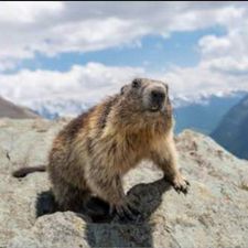 Profile image of Marmotta73