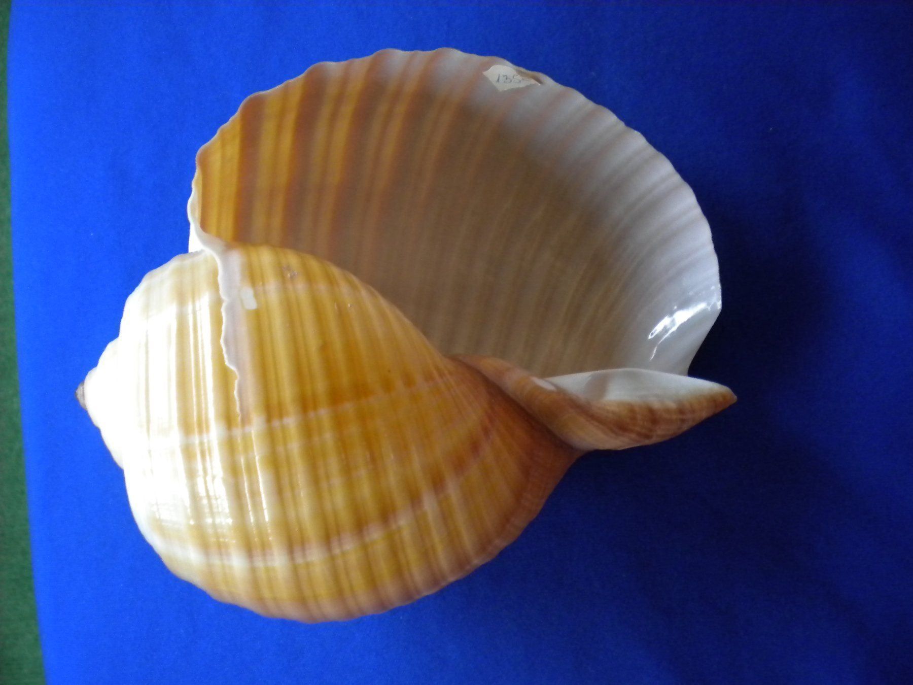 Fossilien: Riesengrosse  Muschel 15 cm selten – Gebraucht aus Spreitenbach von Sniper8952 5