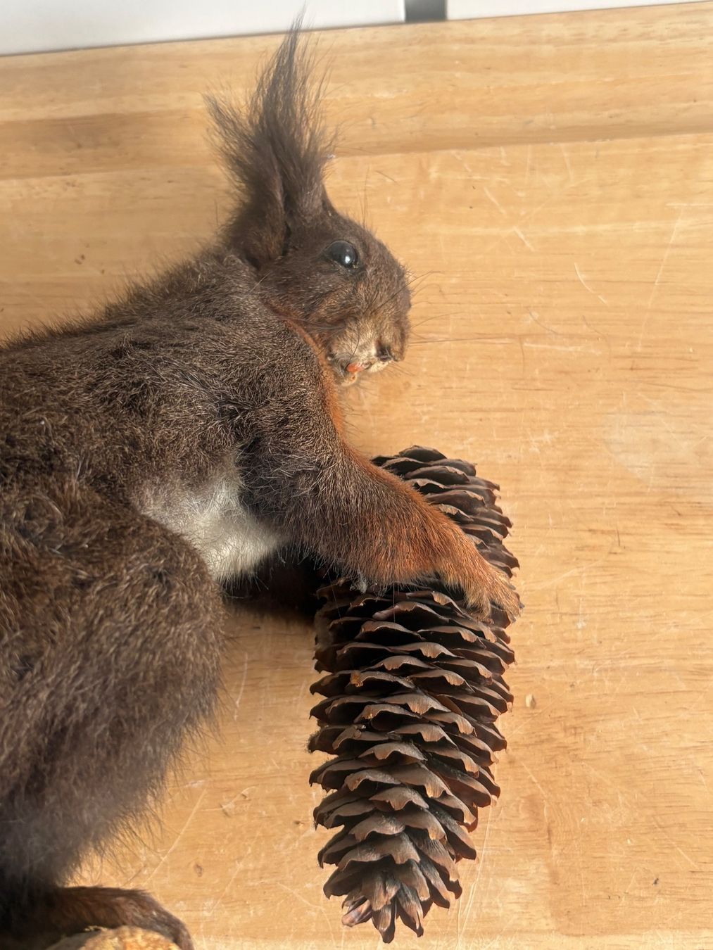 Il mondo degli animali: Präparations Eichhörnchen mit Tannenzapfen – Usato da Frick venduto da Rukki 1