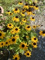 Sonnenhut Goldsturm - Rudbeckia fulgida Goldsturm