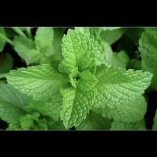 Profile image of menthe205