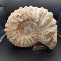 Ammonit 1.397Kg  Nr 15