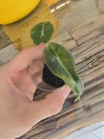 Alocasia Amazonica Aurea Jungpflanze Nr. 3
