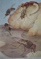 Schulwandbild Stubenfliege