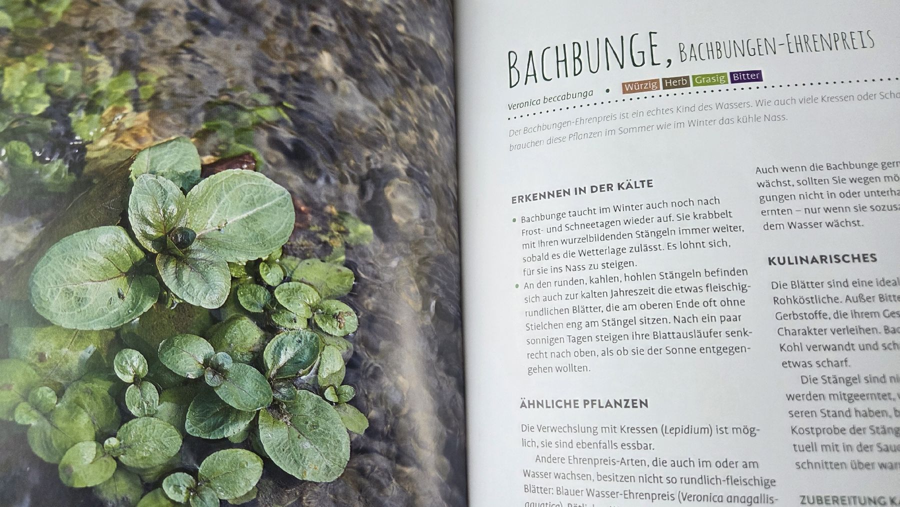 Libri: Wildkräuter im Herbst & Winter – Nuovo e nell'imballaggio originale da Hausen am Albis venduto da pear04 2