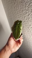 Alocasia Golden Bone 🌱