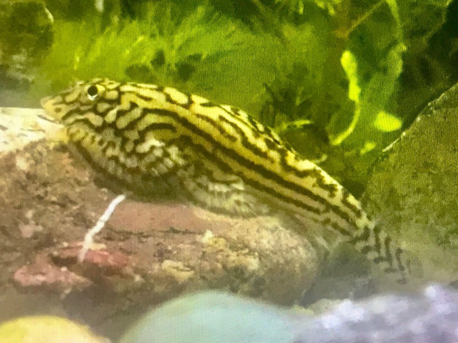 Aquarium: Fisch Steinflossensauger junge – Neu (gemäss Beschreibung) aus Schlieren von Jeajet