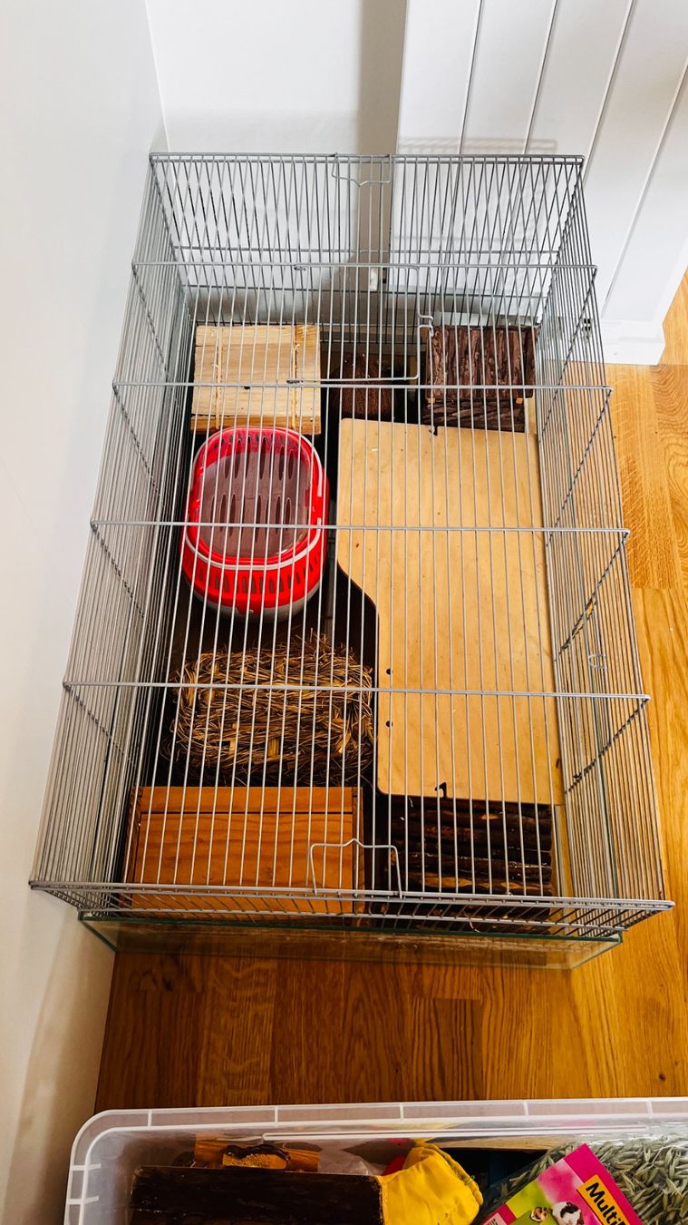 Gabbie, trasporto & Sicurezza: 🐹  Kit complet pour hamster - Complete Hamster Kit/Bundle – Usato da Lausanne venduto da Angod23 2