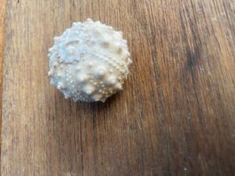 Fossiler Seeigel (Echinoidea)