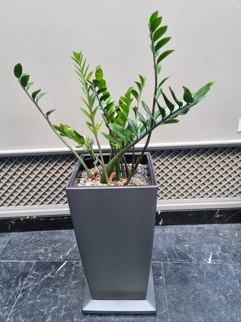 Piante & sementi: Zamioculcas zamiifolia ! SPEZIALPREIS ! – Usato da Bern venduto da porcini80