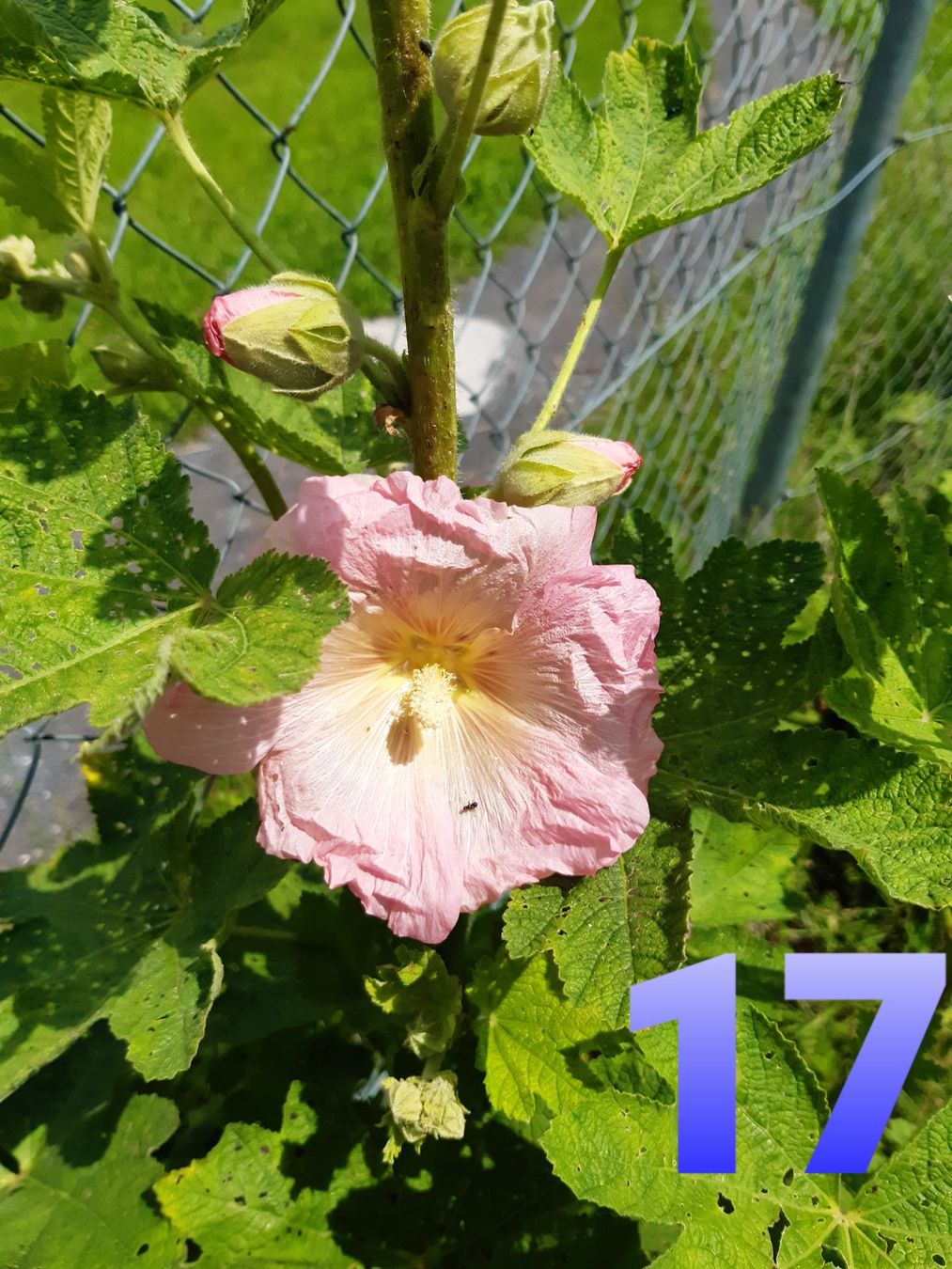 Piante & sementi: 100 Stockrosensamen  gemischt – Usato da Ibach venduto da chaemilochhobbygarte 8