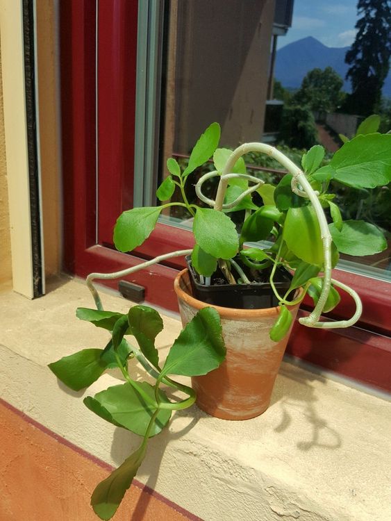RaritätKalanchoe Pinnata/GoethePflanze Kaufen auf Ricardo