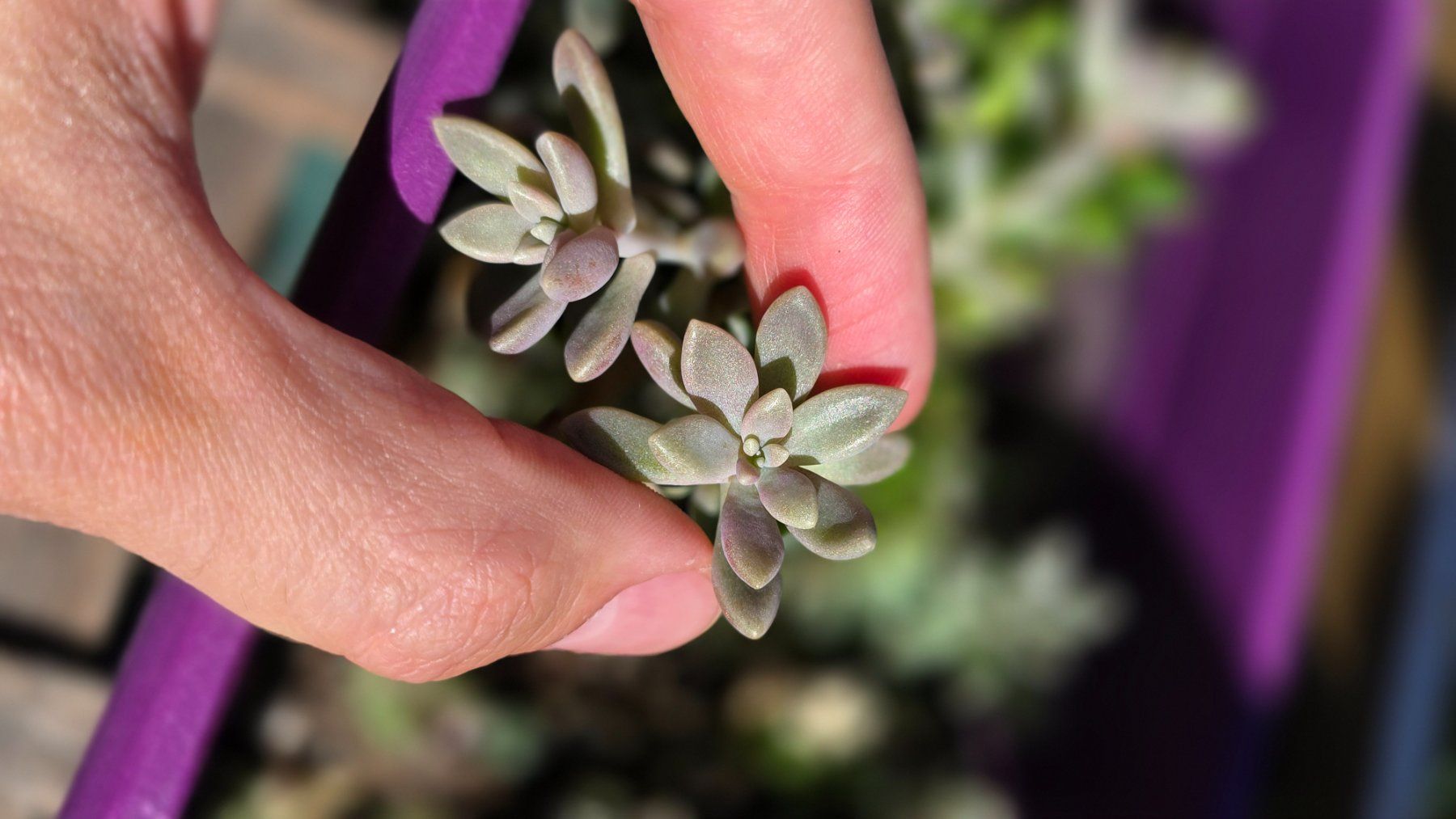 Pflanzen & Samen: Graptopetalum mendozae; Mini Succulent – Neu (gemäss Beschreibung) aus Zürich von The_Plant_Wizard 2