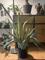 Grosse, seltene Sansevieria (Bogenhanf) 1m hoch 