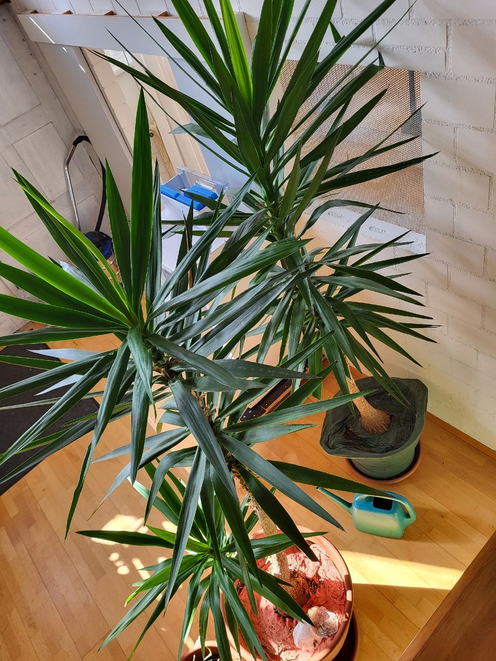 Yucca Palme Zimmerpflanze, gross und gesund (Gebraucht) in Wald ZH fr CHF  380  nur Abholung auf Ricardo kaufen
