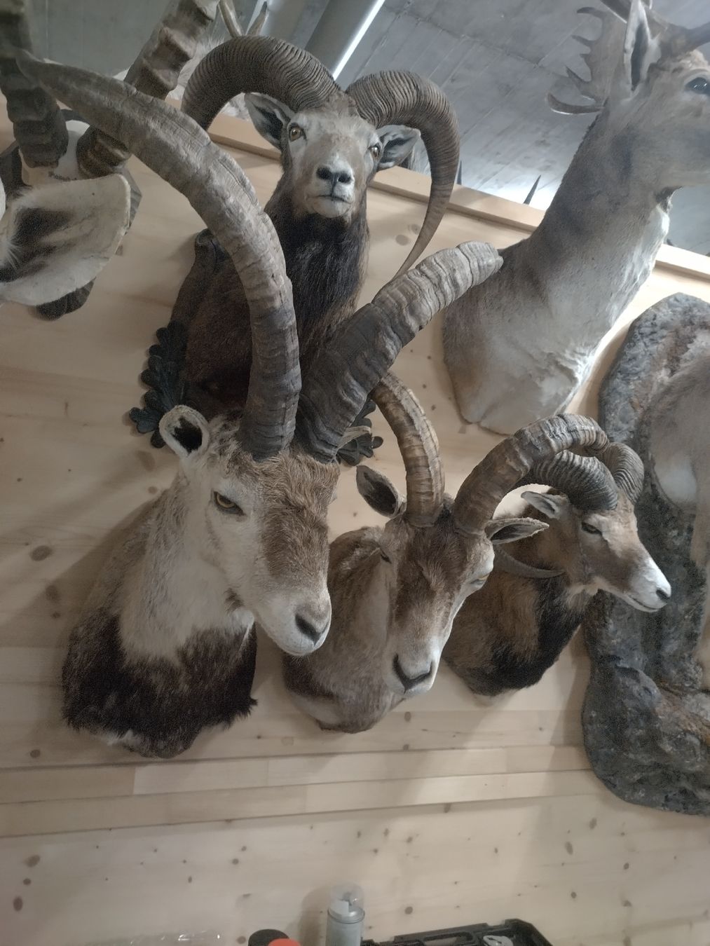 Il mondo degli animali: zwei wunderschöne Spanische Steinböcke, Präparat – Usato da Wettingen venduto da Bwalti 4