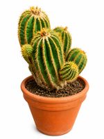Großer, beeindruckender Goldkugelkaktus / Echinopsis – selte