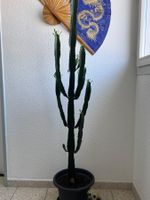 Euphorbia Kakteen 🌵 Zimmerpflanze 👍🏼 0767-742642