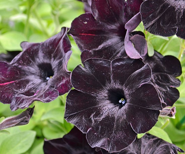 Piante & sementi: 10 Petunia SOPHISTICA BLACKBERRY Samen ( Pellets ) – Nuovo (secondo la descrizione) da Ehrendingen venduto da VerveinaSamen